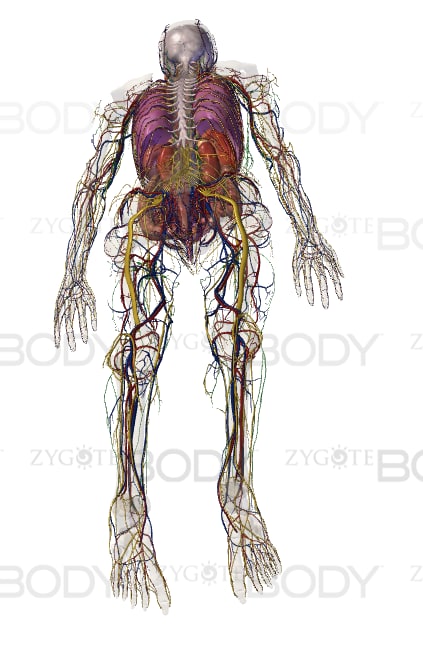 ZygoteBody