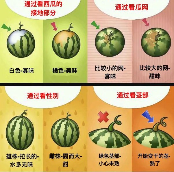 #挑瓜 ，春天来了，夏天不会远